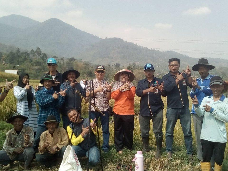 Kegiatan Survei Ubinan di Desa Cikalong Kecamatan Cimaung